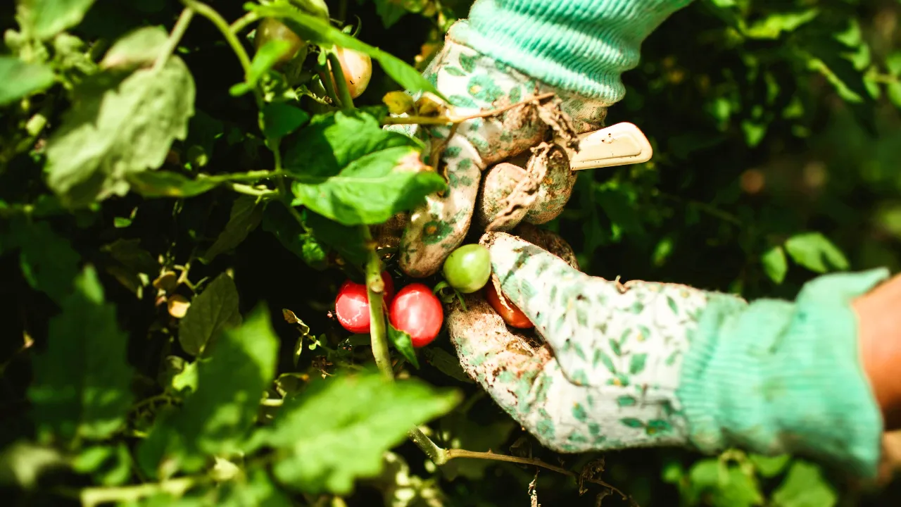 コスパ最強家庭菜園