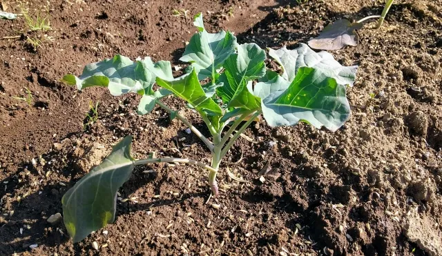 家庭菜園スタートガイド