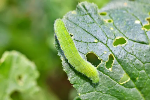 家庭菜園虫食い
