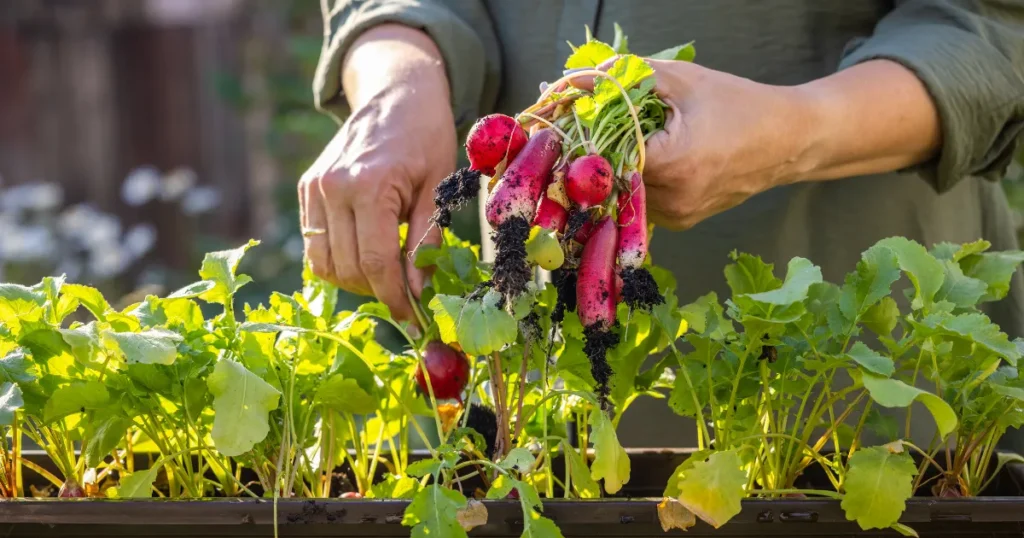 プランター菜園