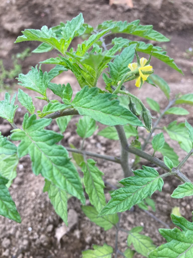 コスパ最強野菜