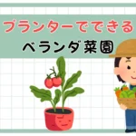 ベランダ菜園