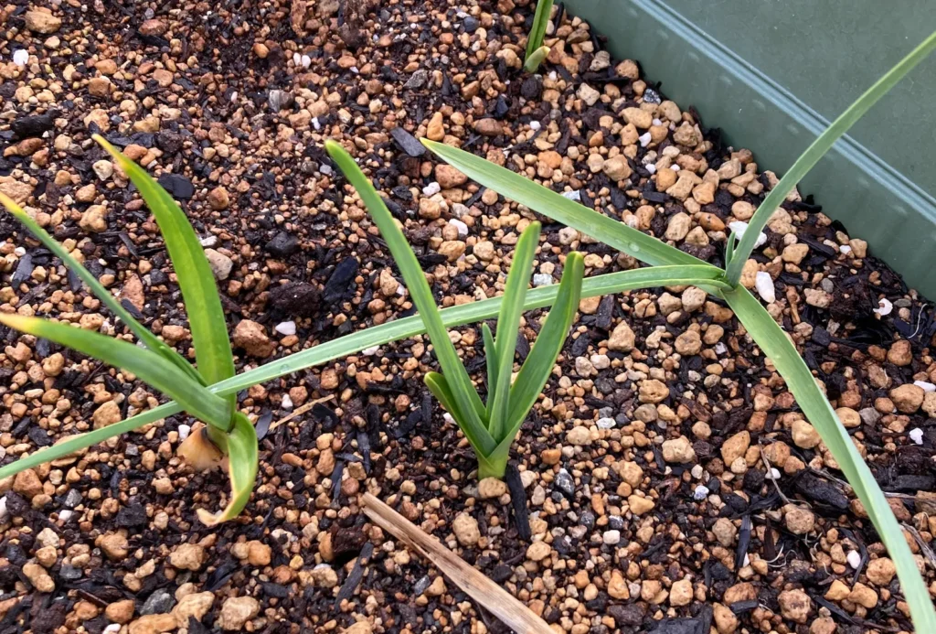 プランター栽培