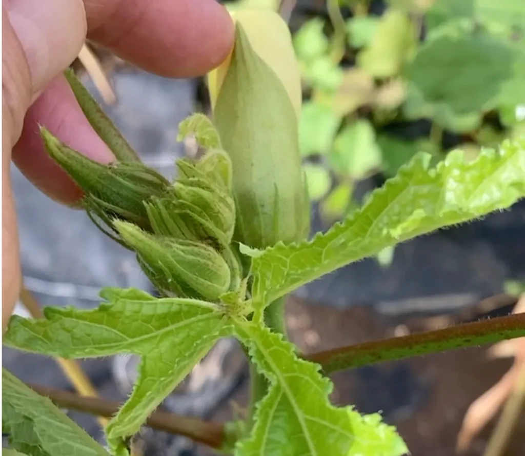 コスパ最強の野菜