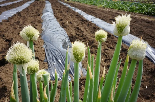 6月の家庭菜園