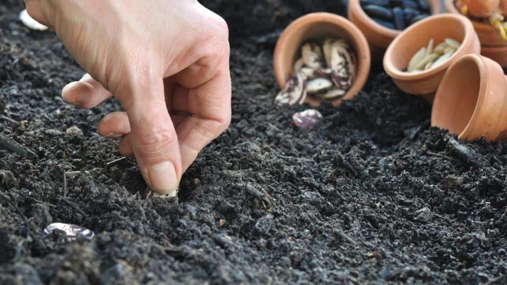 土作り