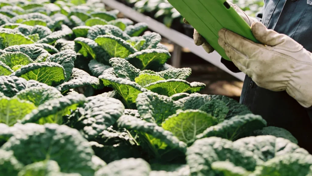 野菜作りスケジュール