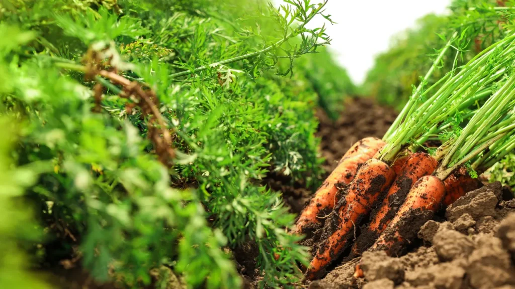 野菜作りスケジュール