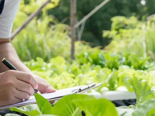 野菜作り初心者