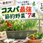 プランター栽培節約野菜
