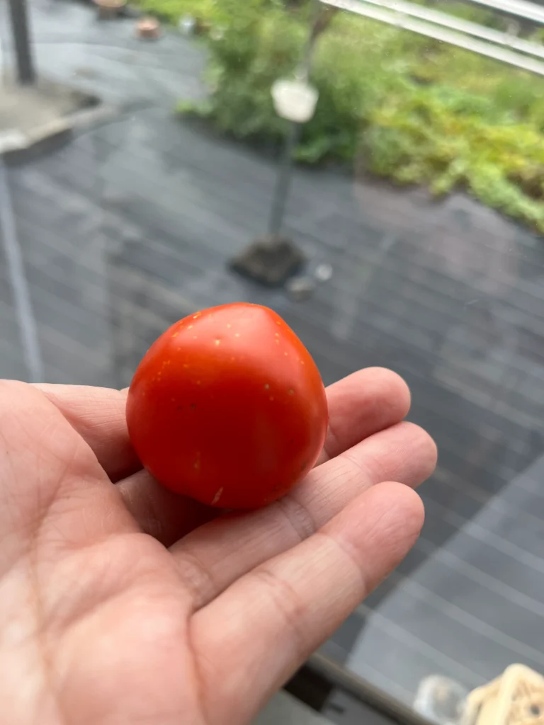 家庭菜園トマト