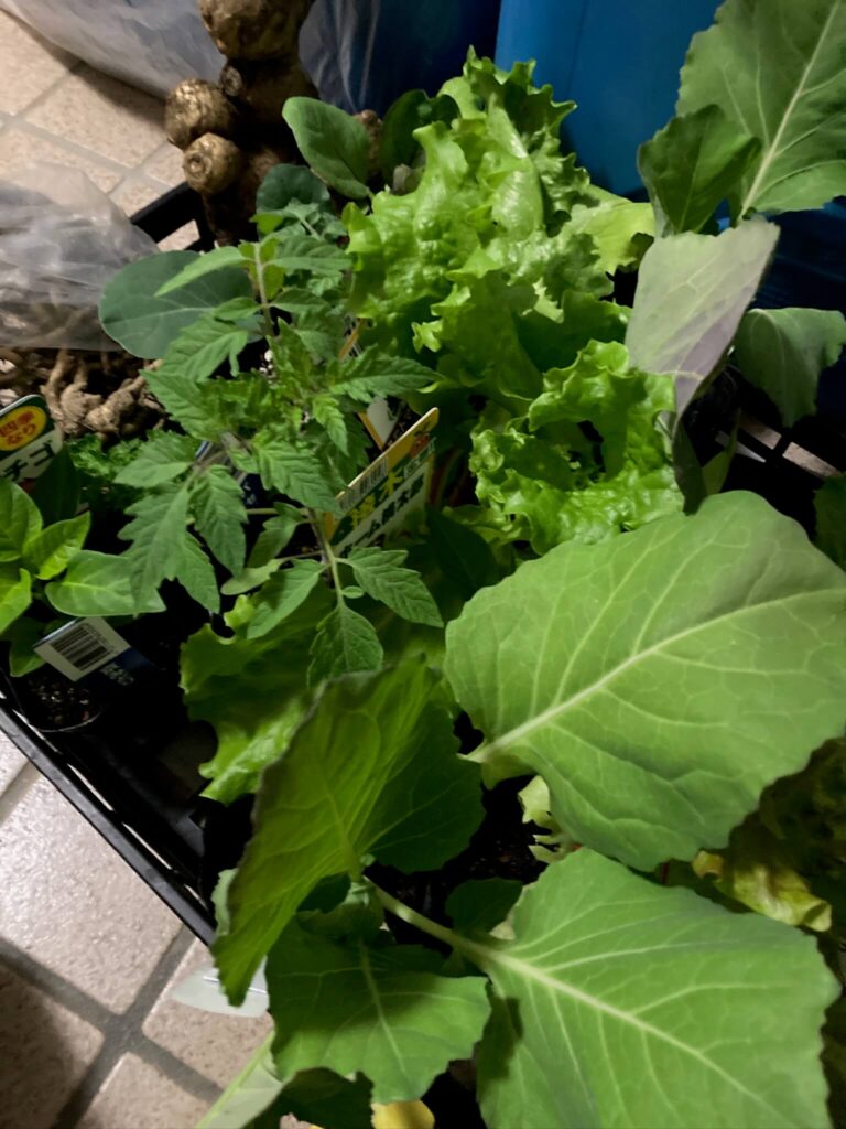 コスパの良い野菜