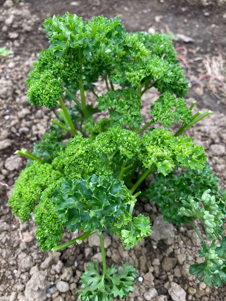 パセリ