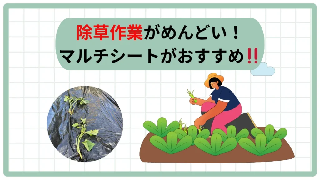 マルチシートは万能か？！「除草」草取りがめんどくさい💦 家庭菜園で雑草を抑える