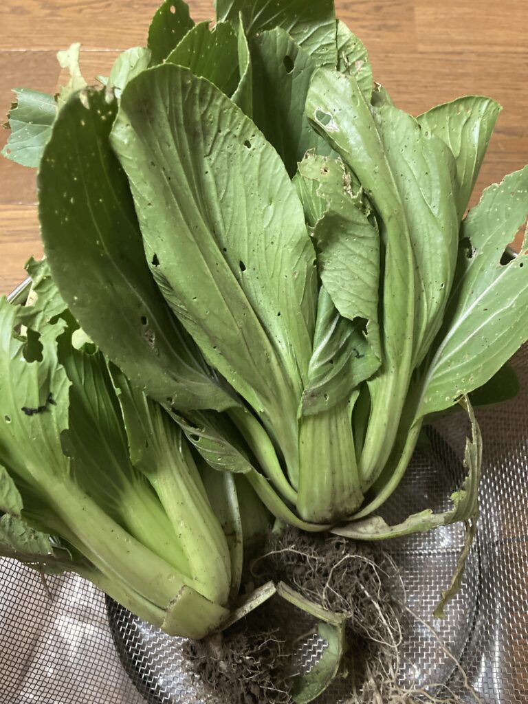 青梗菜