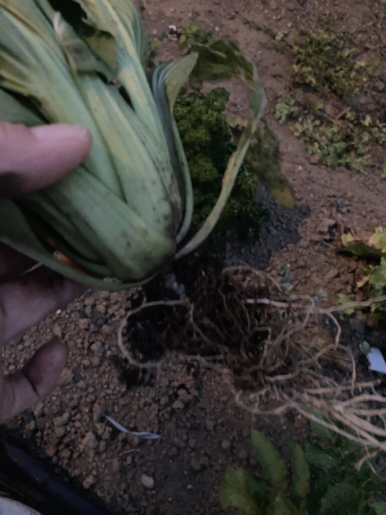 土と混ぜる