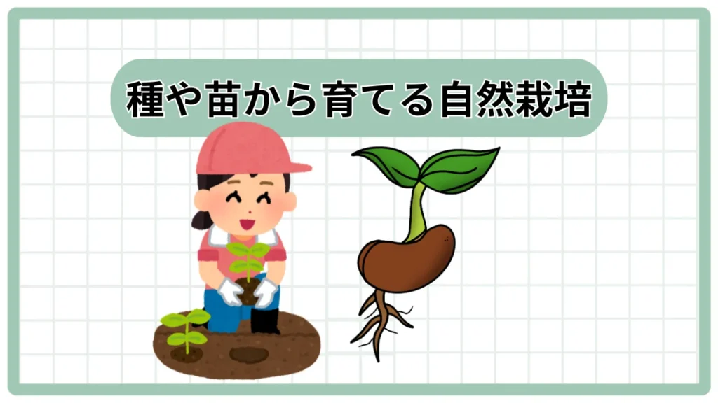 ◎家庭菜園で【自然農法】！野菜を自然栽培で育てる「タネのことから収穫まで」〜わら１本の革命△