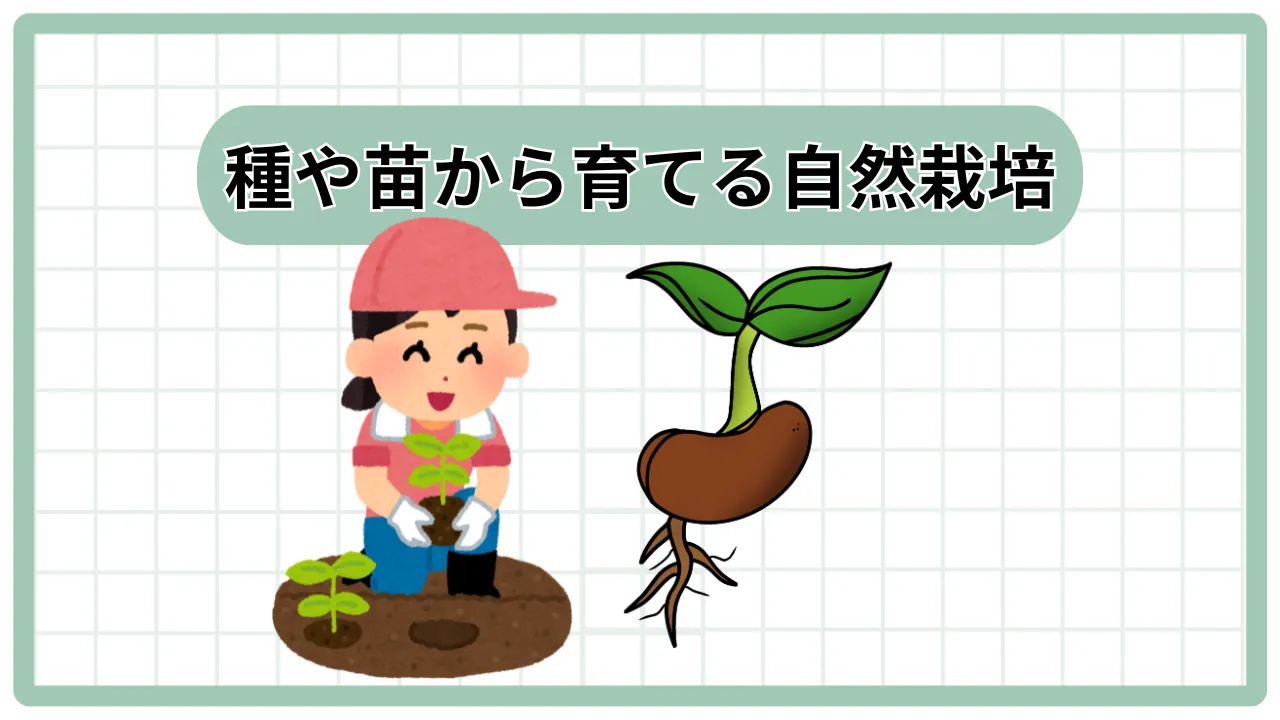 自家採取の種