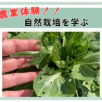 農業体験