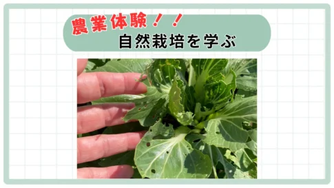 農業体験