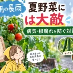 雨は大敵 家庭菜園