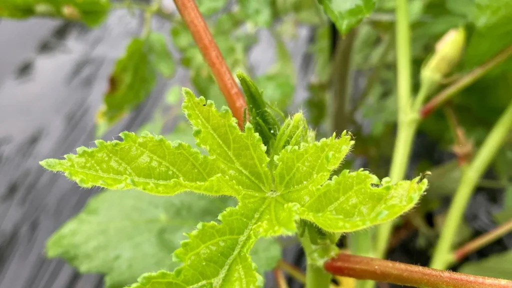 梅雨の夏野菜