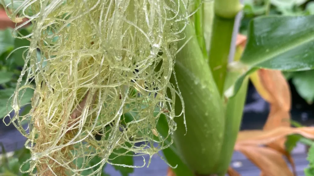 梅雨の夏野菜
