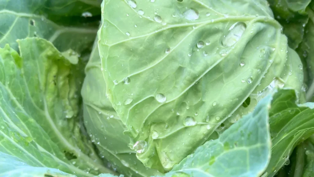梅雨の夏野菜