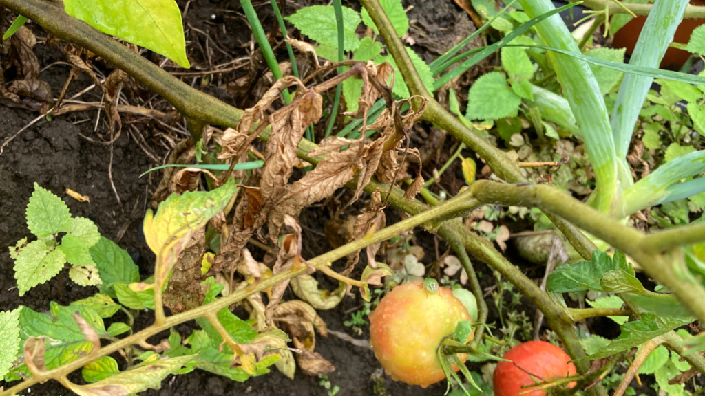梅雨の夏野菜