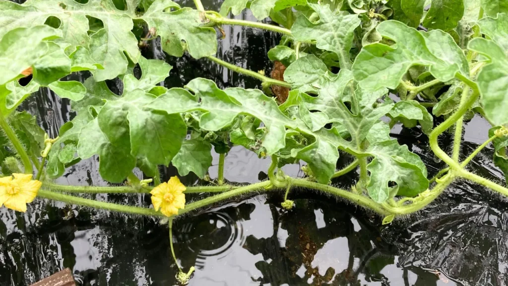 梅雨の夏野菜