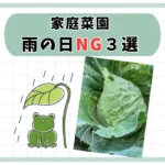 雨の日NG家庭菜園3選