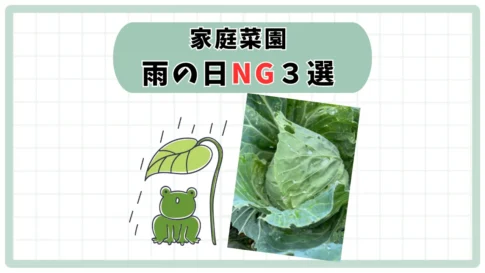 雨の日NG家庭菜園3選