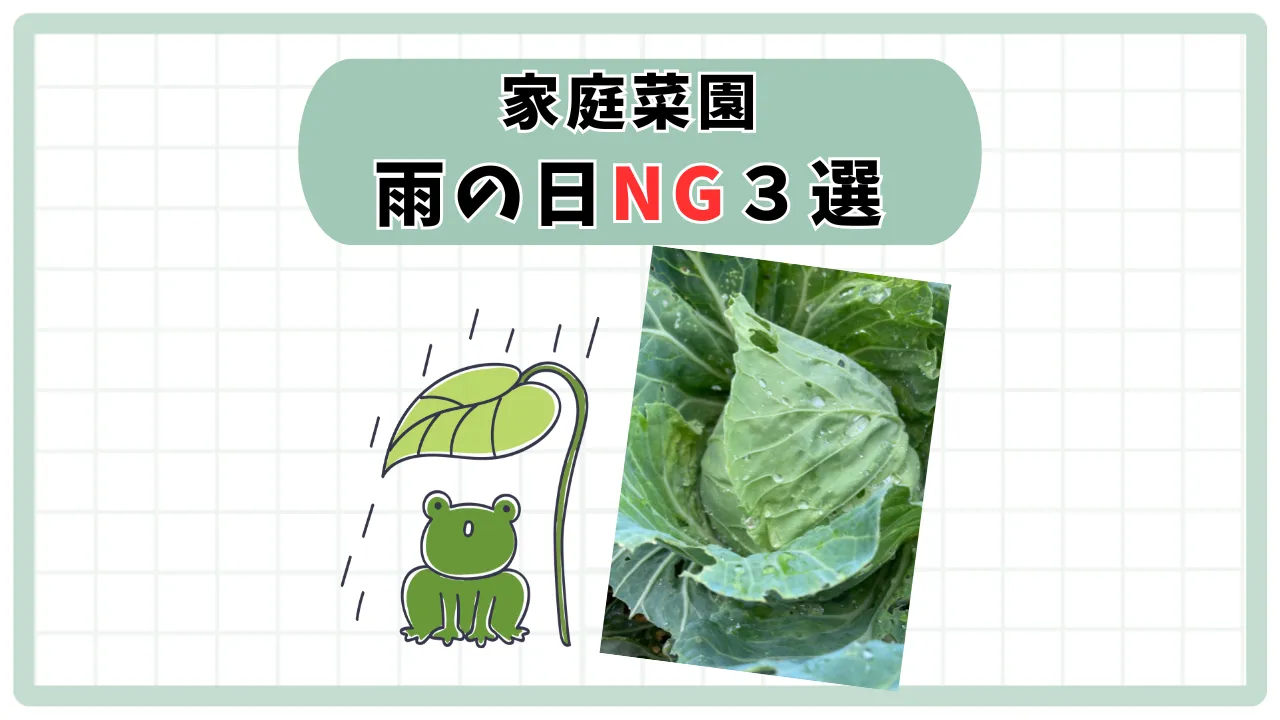 雨の日NG家庭菜園3選