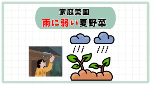 雨の日の家庭菜園