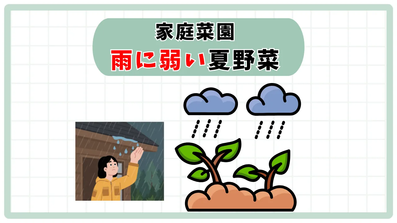 雨の日の家庭菜園