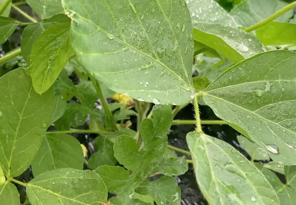 雨の日NG家庭菜園3選