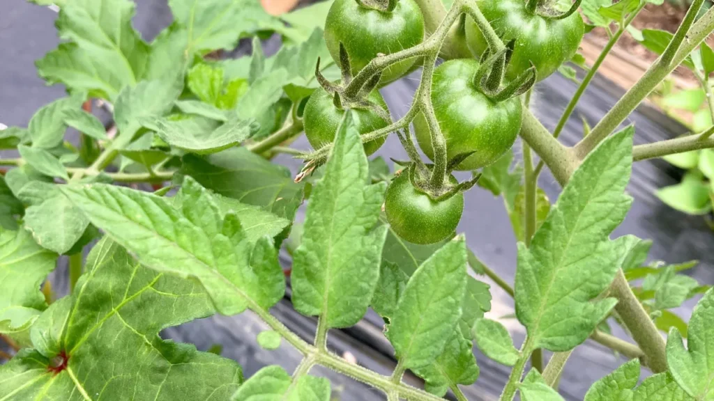 梅雨の夏野菜
