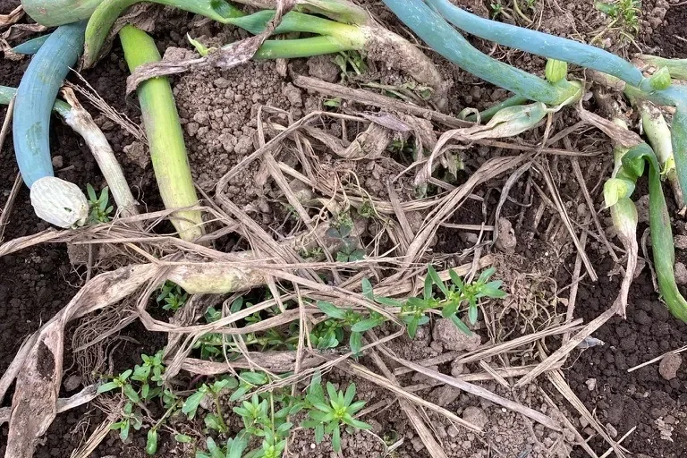 秋冬土づくり
