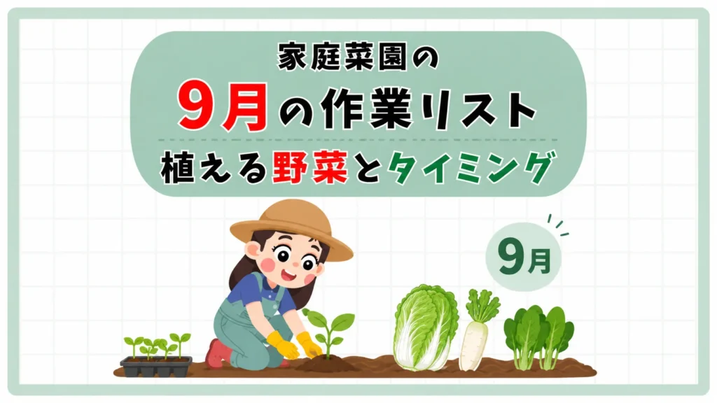【家庭菜園】9月にする作業リスト|植える野菜とタイミングは?