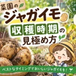 ジャガイモの収穫