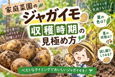 ジャガイモの収穫