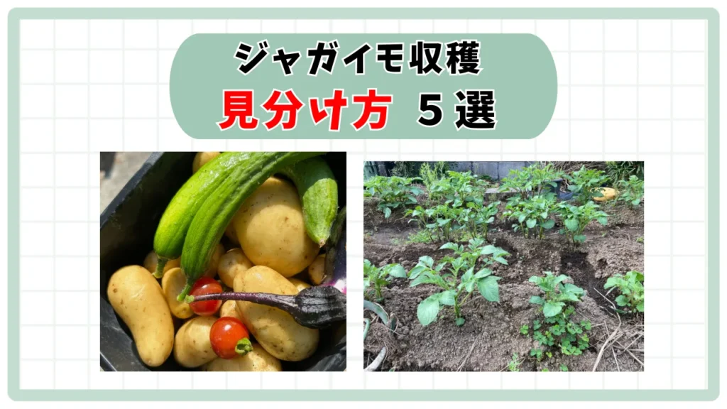 家庭菜園のジャガイモ「収穫時期」の見極め方