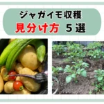 ジャガイモ収穫家庭菜園