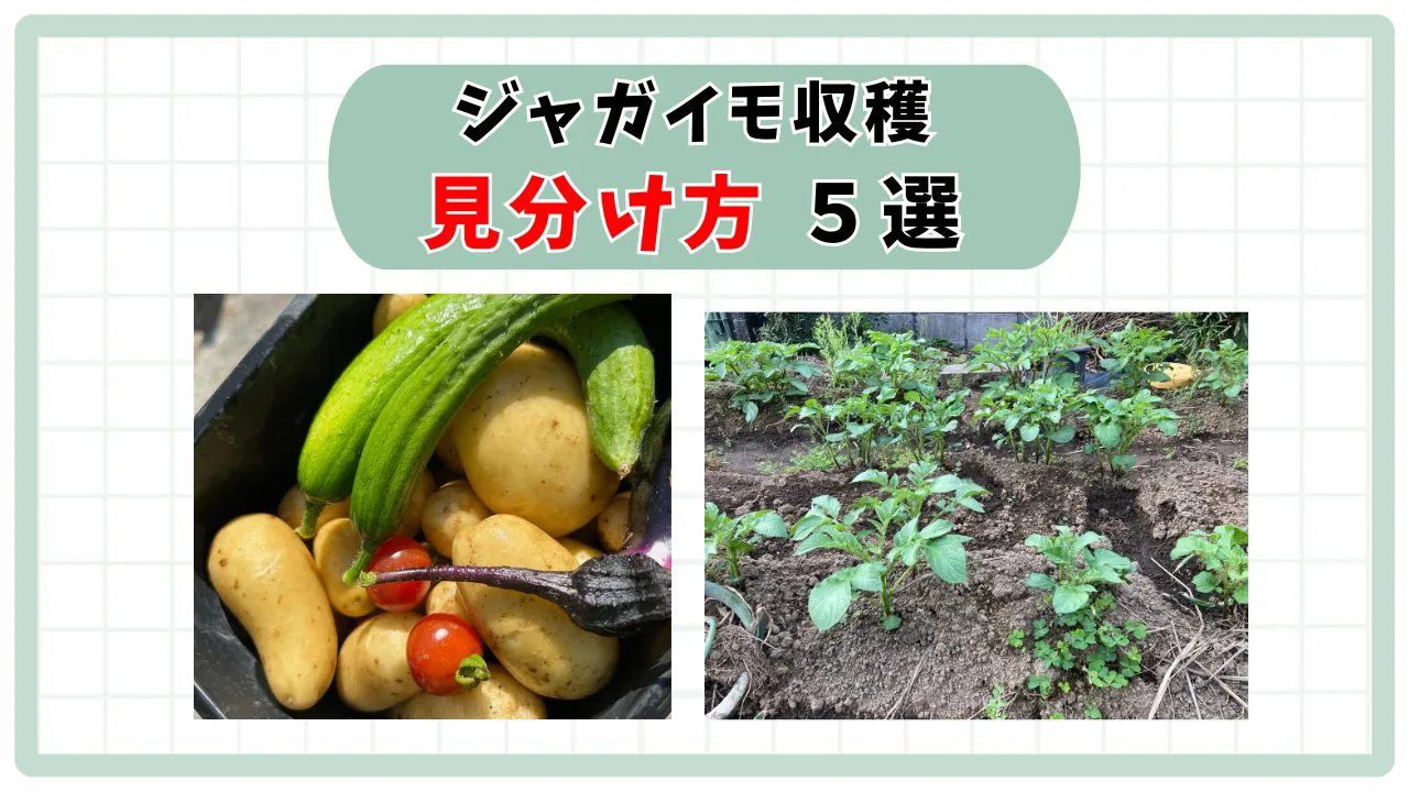 ジャガイモ収穫家庭菜園