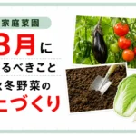 家庭菜園8月