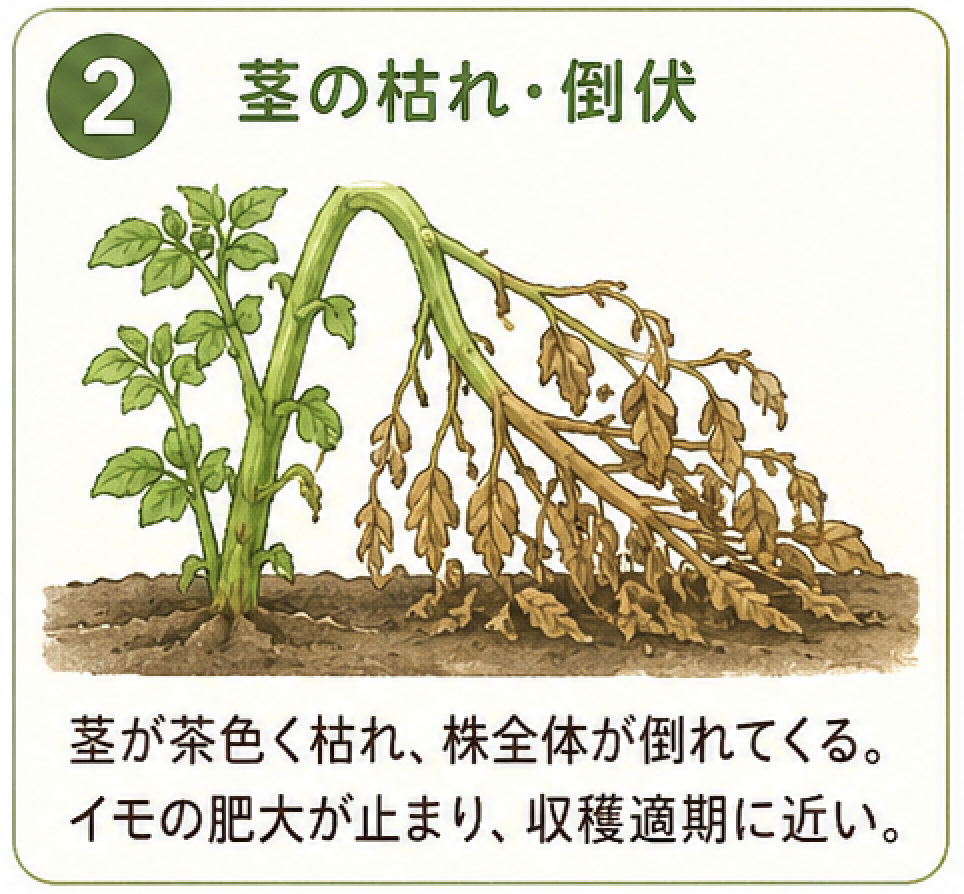 ジャガイモの収穫2
