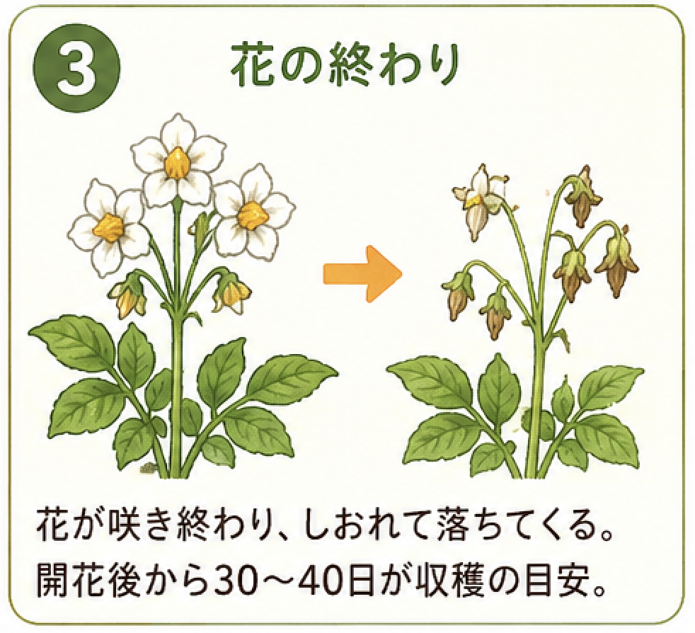 ジャガイモの収穫3