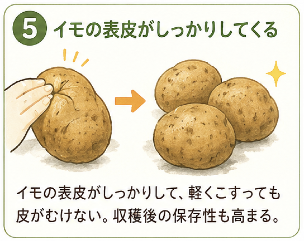 ジャガイモの収穫5
