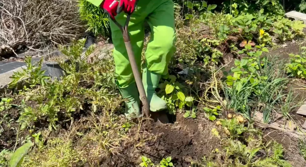 秋冬土づくり