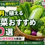 9月に植える野菜